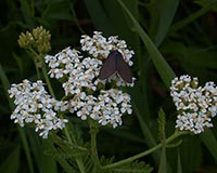 Yarrow